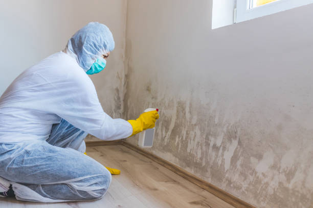 Licensed Basement Mold Remediation service in Dania, FL - WQB Mold Removal