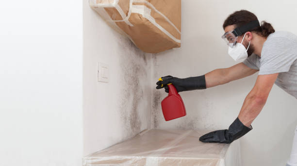 Professional Basement Mold Remediation technician working in Dania, FL
