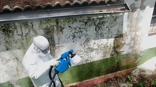 Top rated local Basement Mold Remediation specialists in Dania, FL